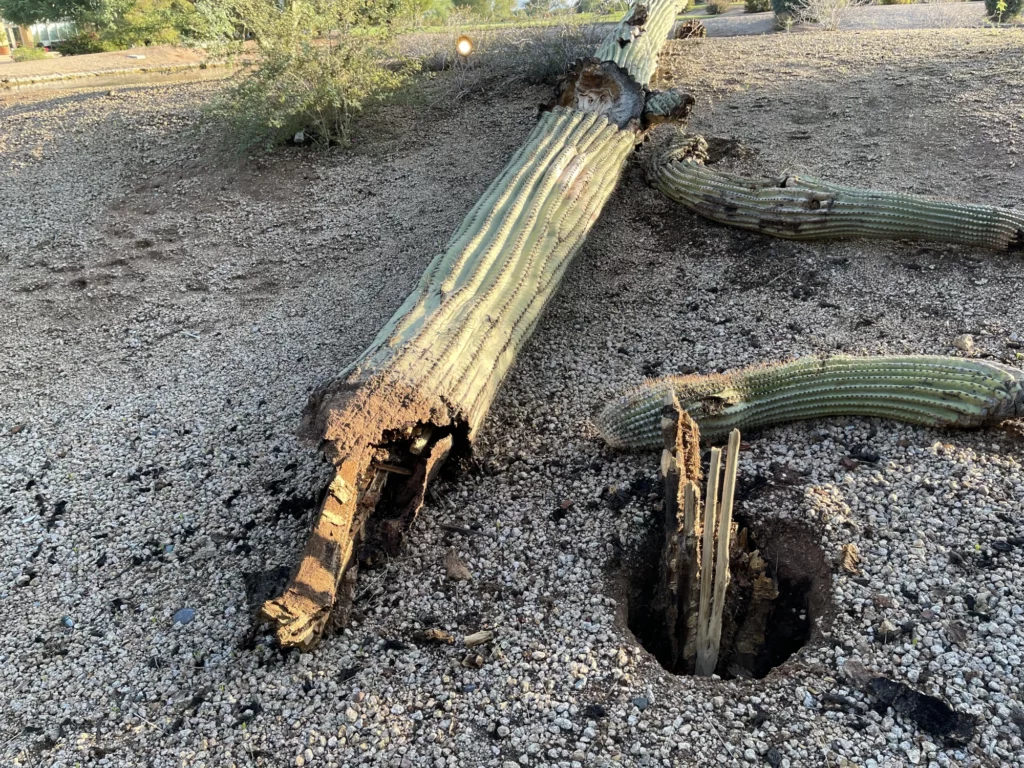 Downed Cactus