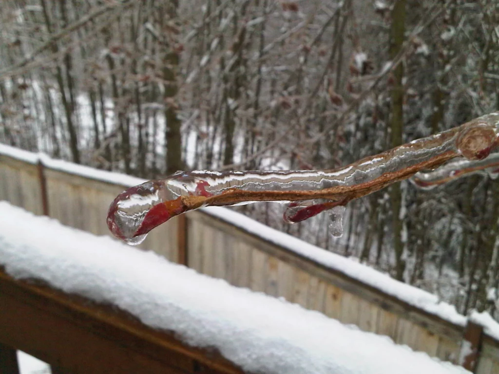 Ice Coated Branch from the 2012 Ice Storm