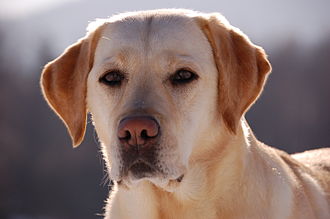 Labrador Retriever