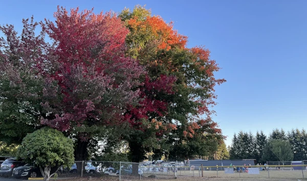 2023 Autumn Trees