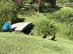 Sheryl Chasing Ducks